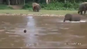 ハートフルな小象  溺れた子供を助ける子象
