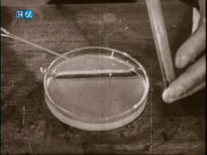 32 Alexander Fleming, Howard Florey, Ernst Boris Chain und das Penicillin