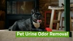 Pet Urine Odor Removal San Carlos California