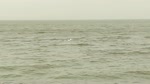 White Birds Swim On Qarun Lake Water Surface