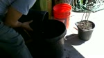 HOW TO PLANT BARE ROOT GRAPE PLANT IN A CONTAINER OR POT