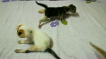 3 Weeks Old Baby Cats Walk On Bed