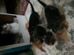 4 Kitties Moving Outside Their House For Food
