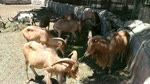 Barbary Sheep Herd Kept Safe In Zoo
