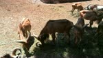 Boy Feeding Hungry Family Of African barbarysheep