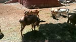 Funny African Barbarysheep Moves Her Tail While Eating