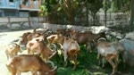 Group Of Raised African Barbary Sheep In Zoo