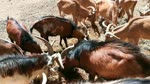 Well Served Raw Material Grass For Herd Of Barbary Sheep