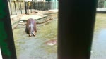 Baby Hippo Gets In Dirty Zoo Water