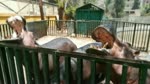 Baby Was Adorared By Feeding Family Hippo