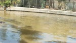 Family Of Six Hippos Enjoys Lake Water