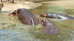 Hippo Family  Enjoys Their Afternoon swim