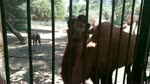 African Bactrian Camel In Zoo