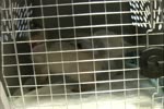 Picking up Miko and Kiki from cattery