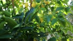 My Lemon Tree which I grew from a Eureka Lemon is Full of Fruit