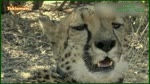 Cheetah living in a bushland /??????????