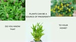 Vastu Plants for Home