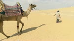 Old 100 Years African Camel In Wadi El Rayan Desert