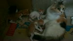 Four Kitties Plays With Angle Mother