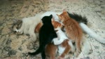 Four kitties surround Mommy For Breastfeeding