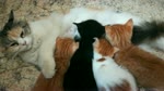 Four Precious Kittens Breastfeeding On Ground