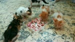 Four Twins Kitties Eat Chicken Bones In Lunch