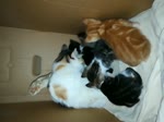 Four Twins Kitties Stand In Line For Mom Washing Time