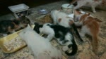 Home Raised Six Twins Kittens Eats Breakfast