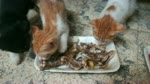 Hungry Little Kitties Eats Lunch Bones