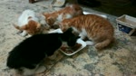 Kittens Bones Food party