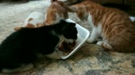 Kittens Main Dish Party For Lunch
