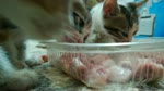 Kitties Adorable Taste For Chicken Bones