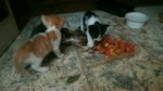 Kitties Eat Bones In Lunch