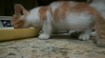 Kitties Enjoys Eating Steaks