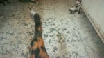 Kitties Follows Mother Walk Inside Room