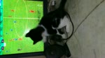 Kitties Fun Play While Watch Liverpool Match
