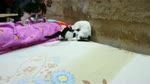 Kitties Fun Time On Bed