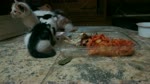 Kitties Loves Lunch Milk With Vegetables Soup