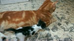 Kitties Mistake Father For Mother Breast Feeding