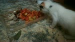Kitties Open Bettit Towards Food