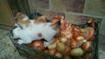 Kitties play Onion Stand game