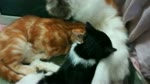 kitties wants mom breastfeeding milk