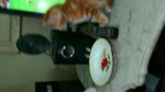 Kitties Watch Match With Owner