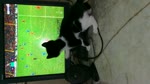 Kitty Big Fan Of Mo Salah And Liverpool On Live Match