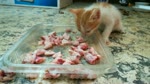 Kitty Food Challenge