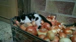 Kitty Play With Home onion