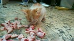 Little Kitties Taste For Chicken Bones