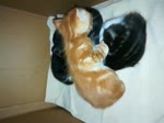 Little kitty baby trying to wake his sister