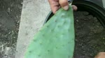 How to Plant Opuntia Cactus, so It won't Rot