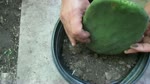 How to Plant Opuntia Cactus so It won't Rot |Comparing Techniques|